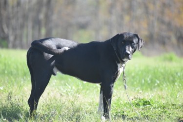 Enlarge Steve, a Adoptable Catahoula Leopard Dog in Centerton, AR image 4/6