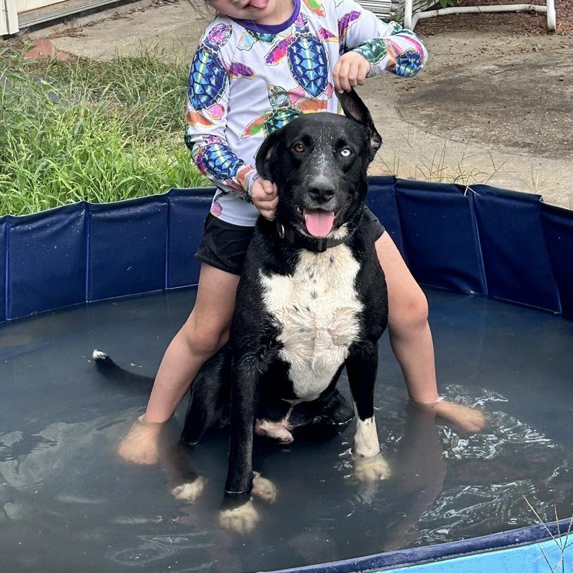Enlarge Steve, a Adoptable Catahoula Leopard Dog in Centerton, AR image 2/6