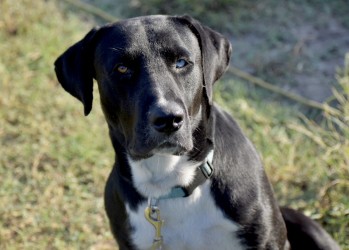 Enlarge Steve, a Adoptable Catahoula Leopard Dog in Centerton, AR image 1/6
