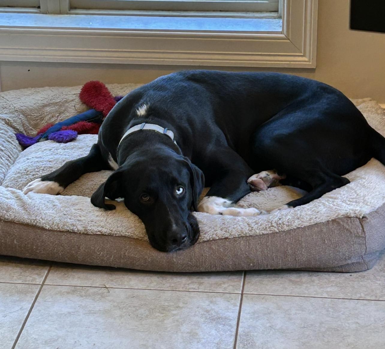 Enlarge Steve, a Adoptable Catahoula Leopard Dog in Centerton, AR image 3/6