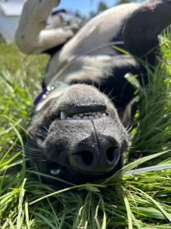 Enlarge Steve, a Adoptable Catahoula Leopard Dog in Centerton, AR image 5/6