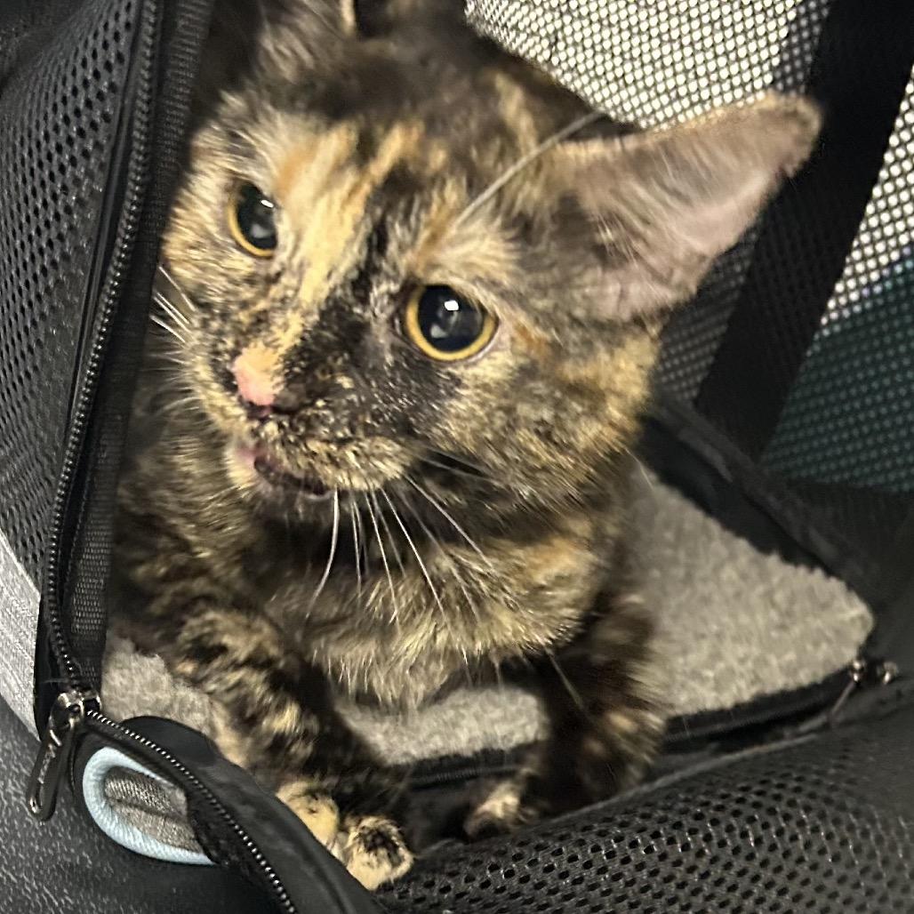 Lucy, Adoptable, Young Female Domestic Short Hair.