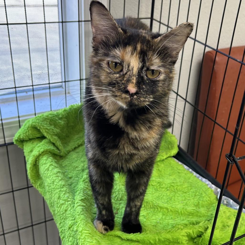 Enlarge Lucy, a Adoptable Domestic Short Hair in Hannibal, MO image 1/2