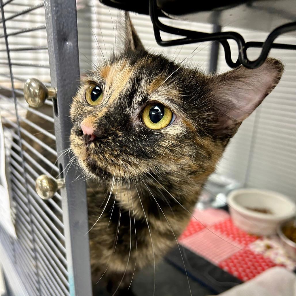 Enlarge Lucy, a Adoptable Domestic Short Hair in Hannibal, MO image 2/2