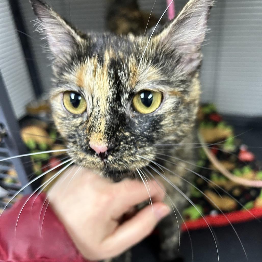 Enlarge Lucy, a Adoptable Domestic Short Hair in Hannibal, MO image 2/2