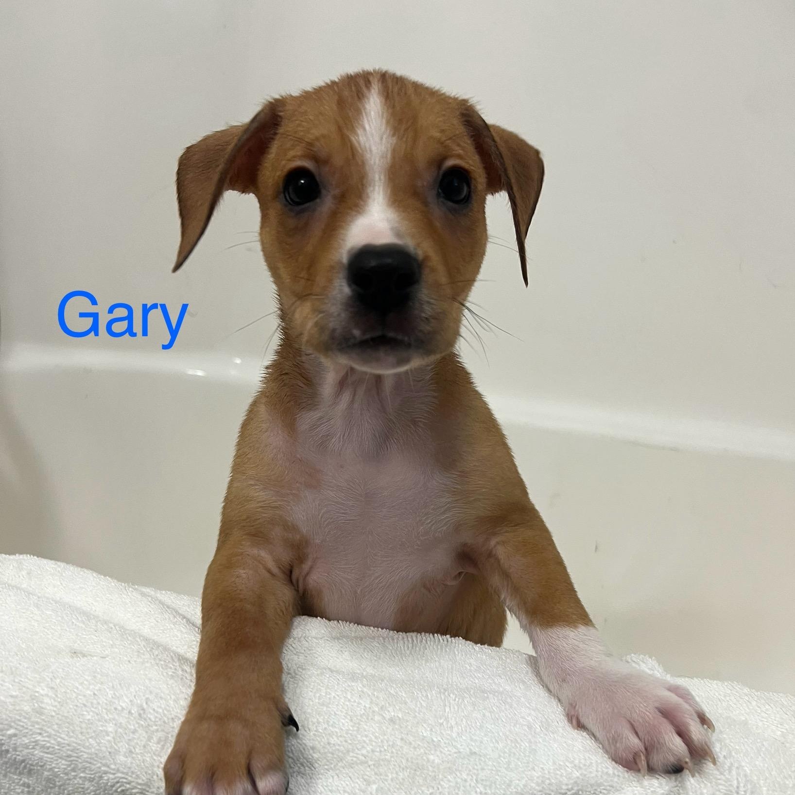 Gary, ADOPTABLE, Puppy Male Mixed Breed.