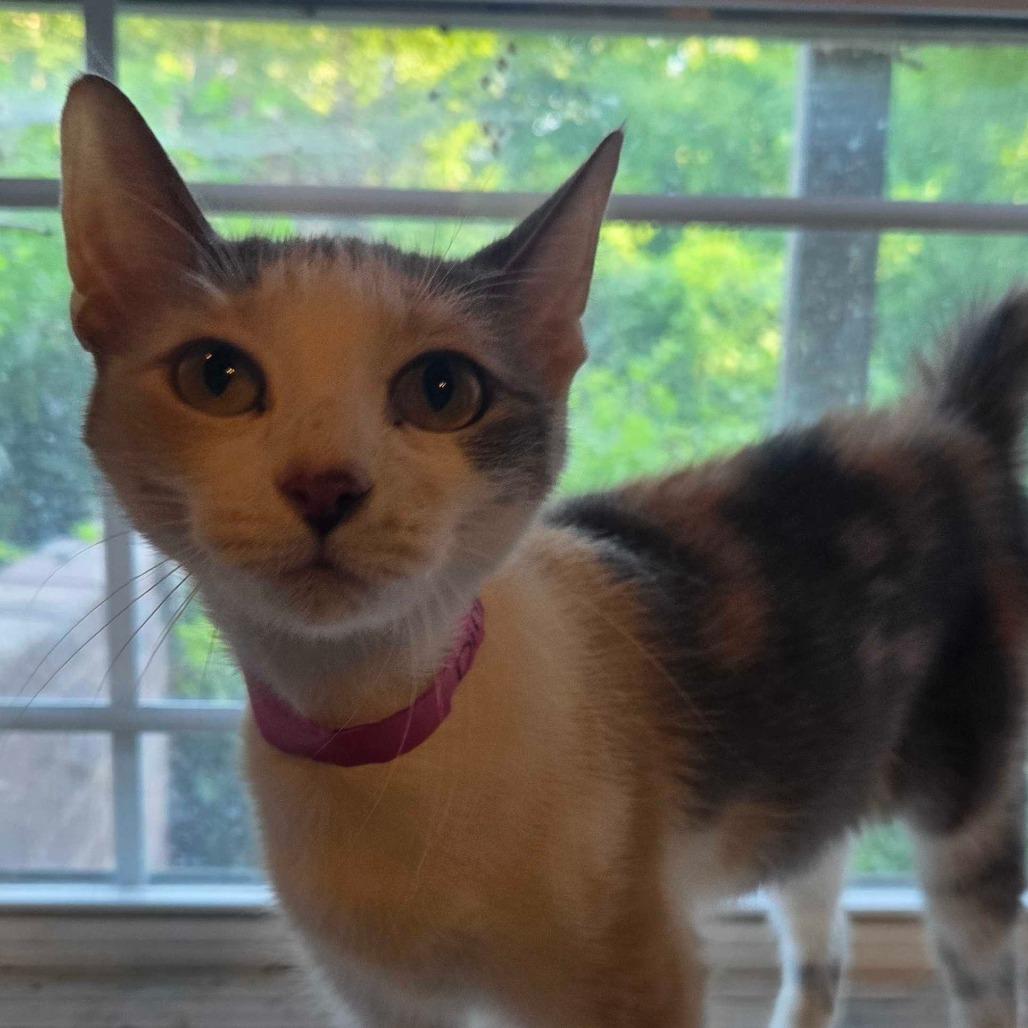 Diana, Adoptable, Adult Female Domestic Short Hair.