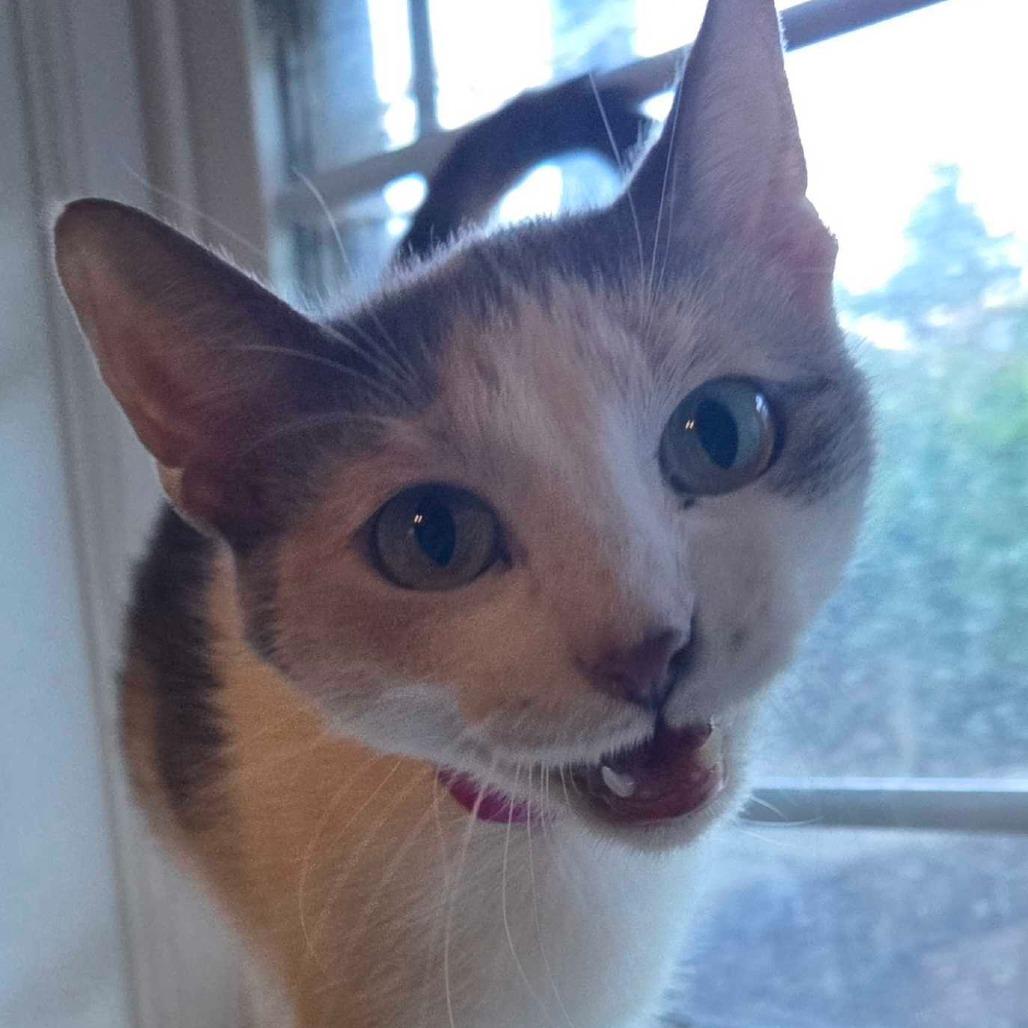Enlarge Diana, a Adoptable Domestic Short Hair in Hanna City, IL image 2/4