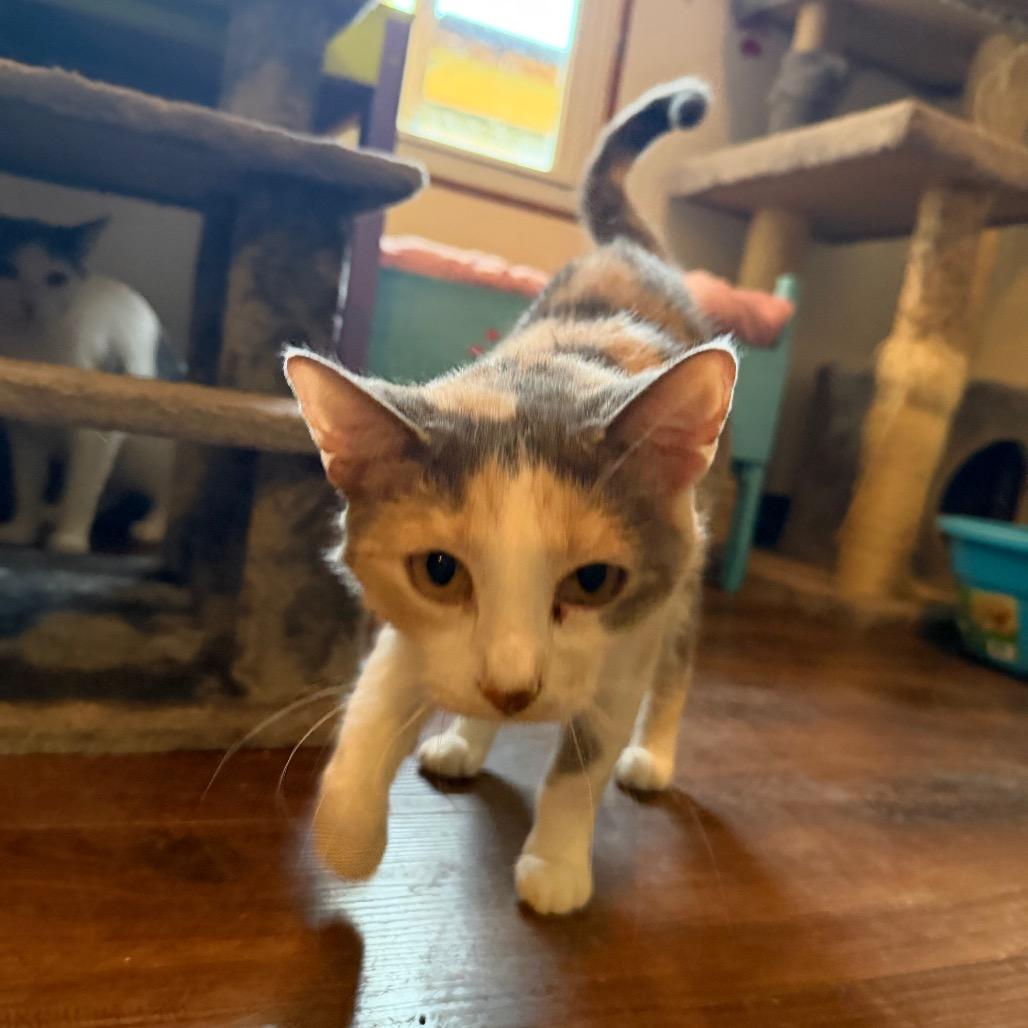Enlarge Diana, a Adoptable Domestic Short Hair in Hanna City, IL image 3/4