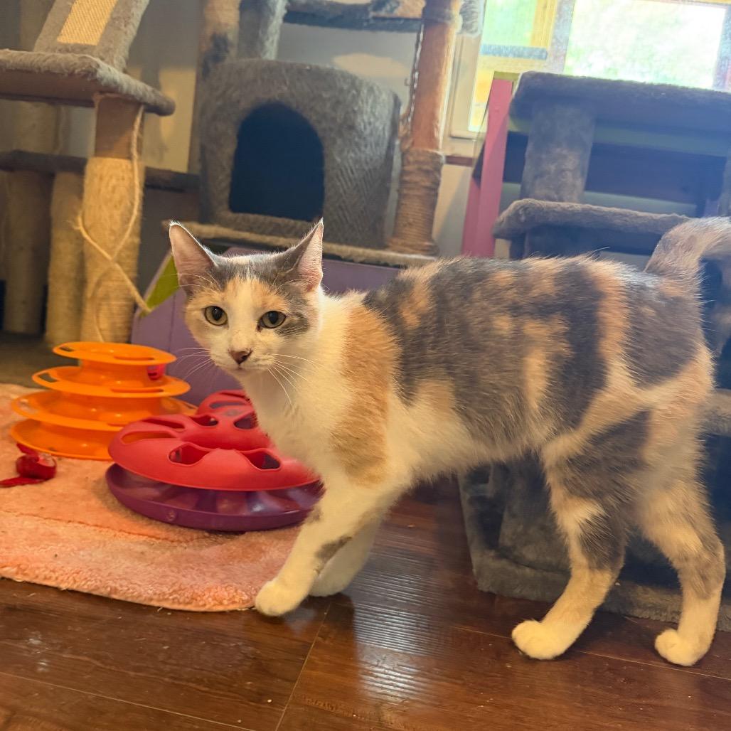 Enlarge Diana, a Adoptable Domestic Short Hair in Hanna City, IL image 4/4