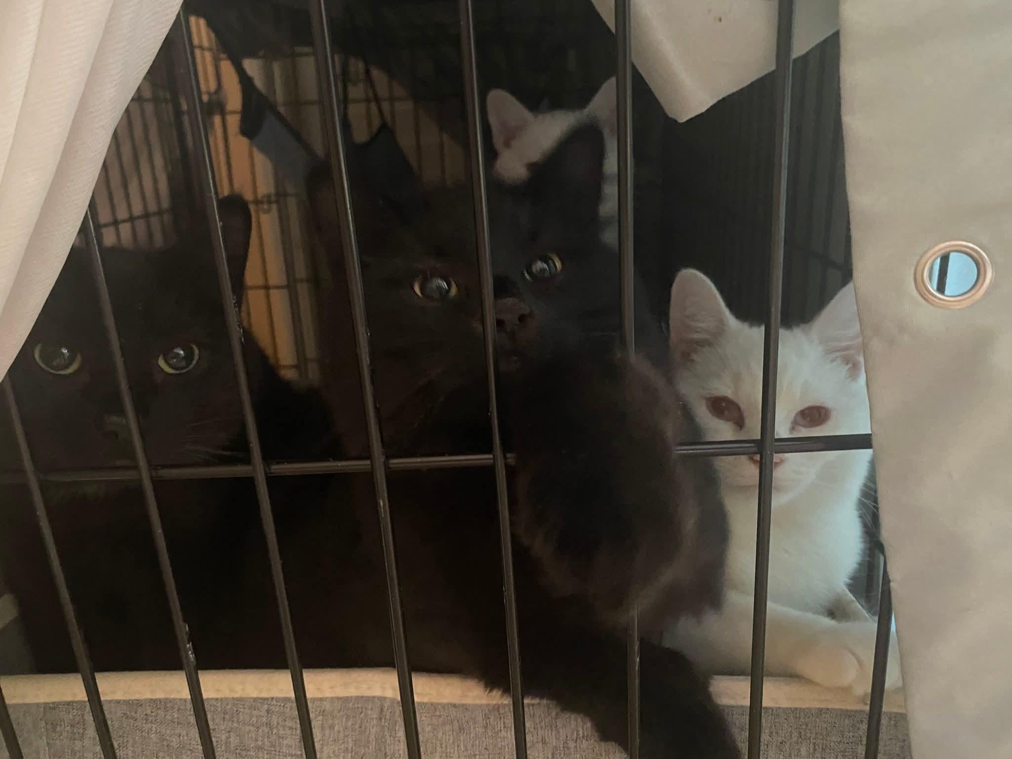 Enlarge Cocoa (and Snowball), an adopted Domestic Short Hair in Keansburg, NJ image 4/4