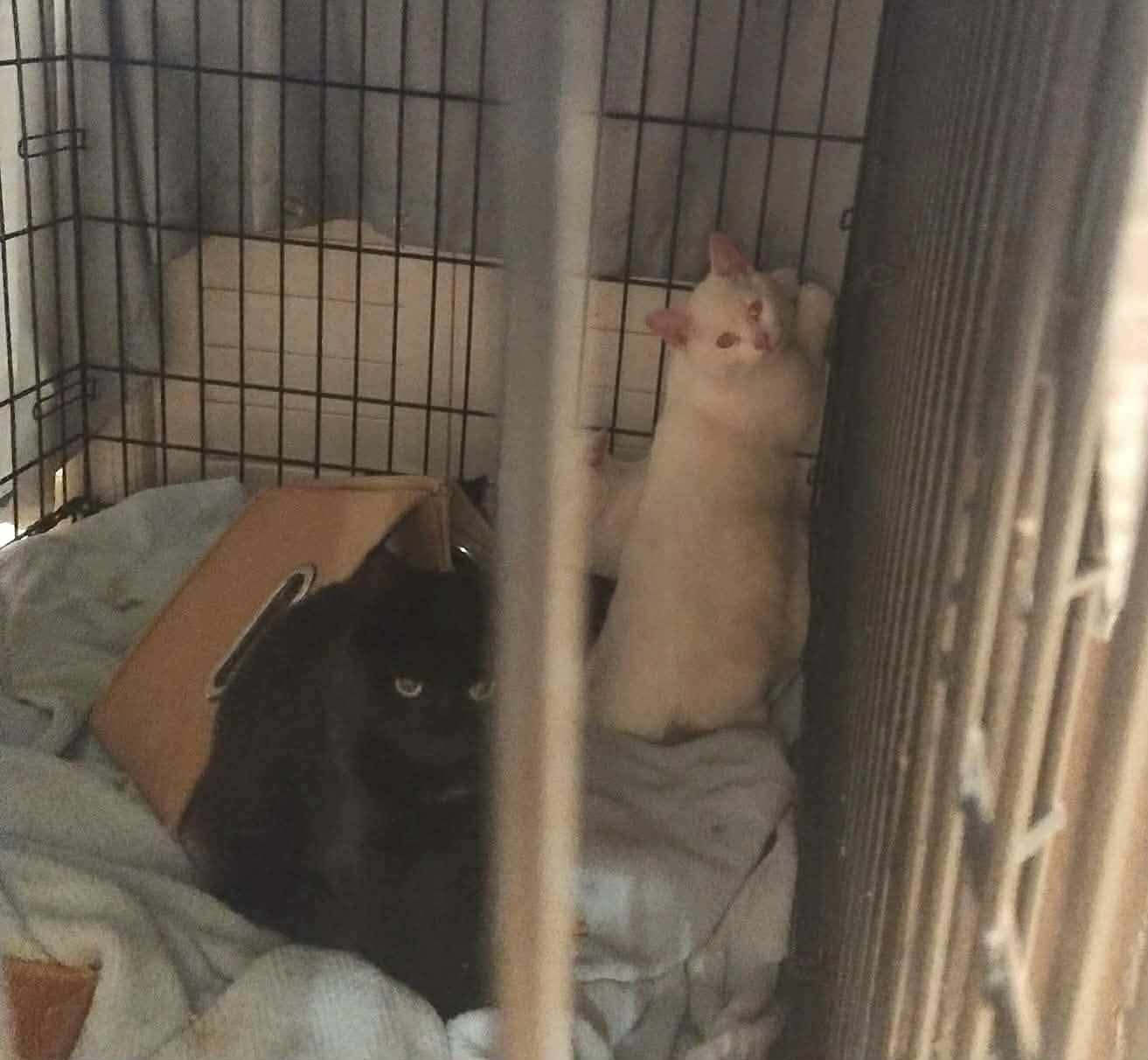 Enlarge Cocoa (and Snowball), an adopted Domestic Short Hair in Keansburg, NJ image 2/4