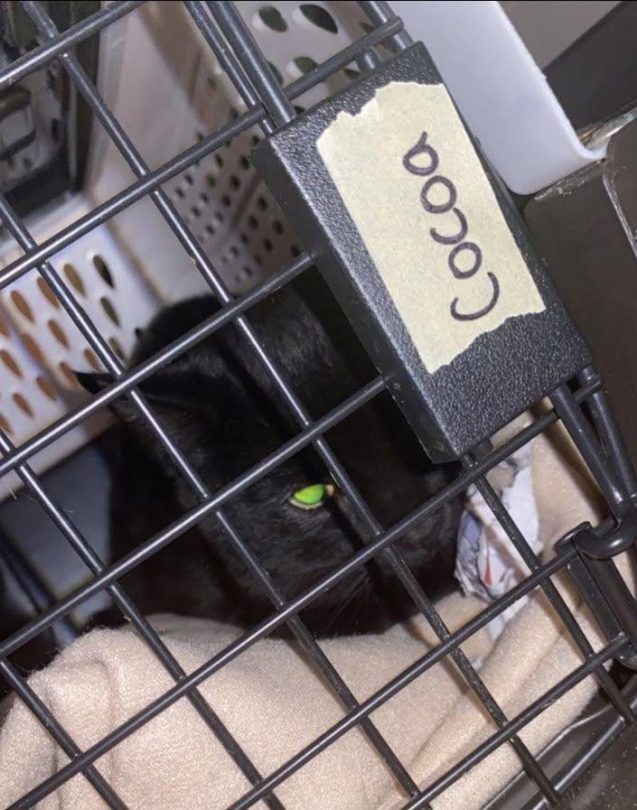 Enlarge Cocoa (and Snowball), an adopted Domestic Short Hair in Keansburg, NJ image 1/4