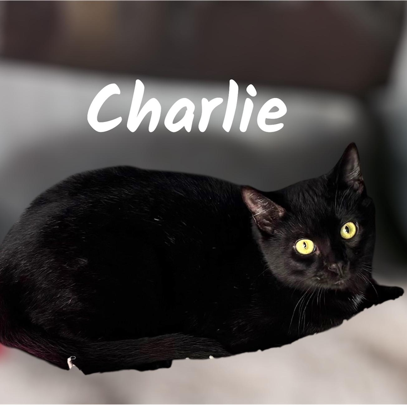 Charlie, adoptable, Kitten Male Domestic Short Hair.