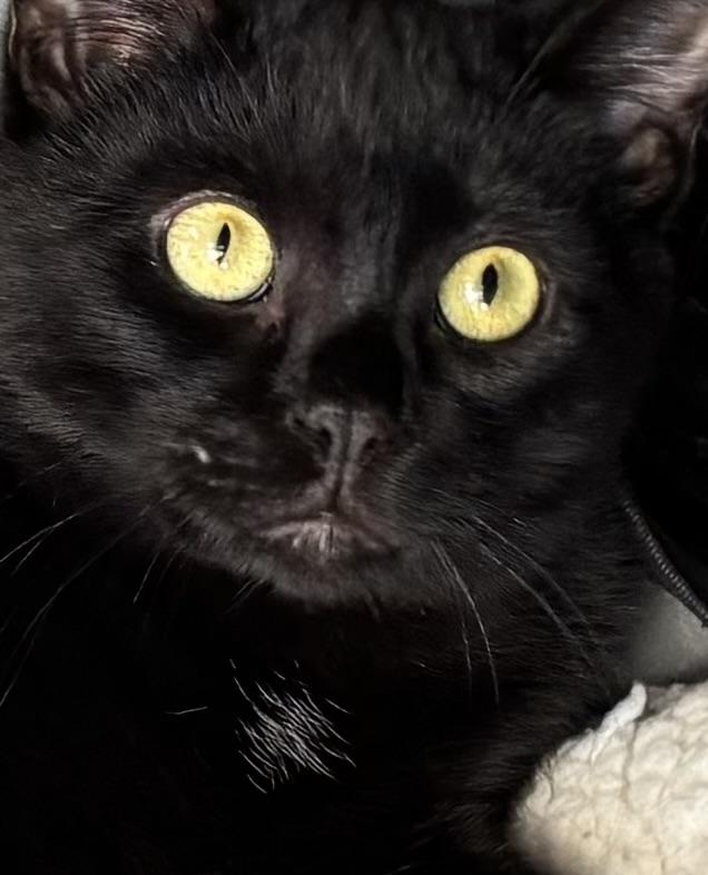 Enlarge Charlie, an adoptable Domestic Short Hair in Auburn, CA image 2/2