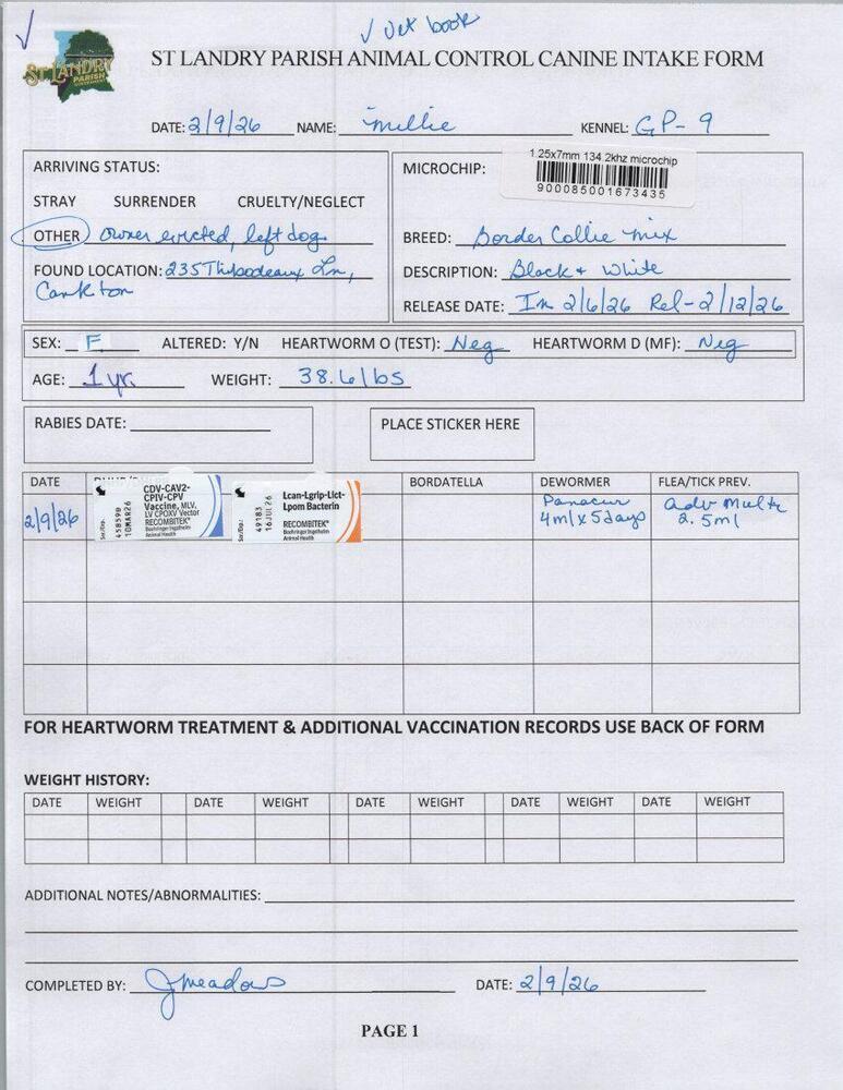 Millie, Adoptable, Young Female Border Collie.