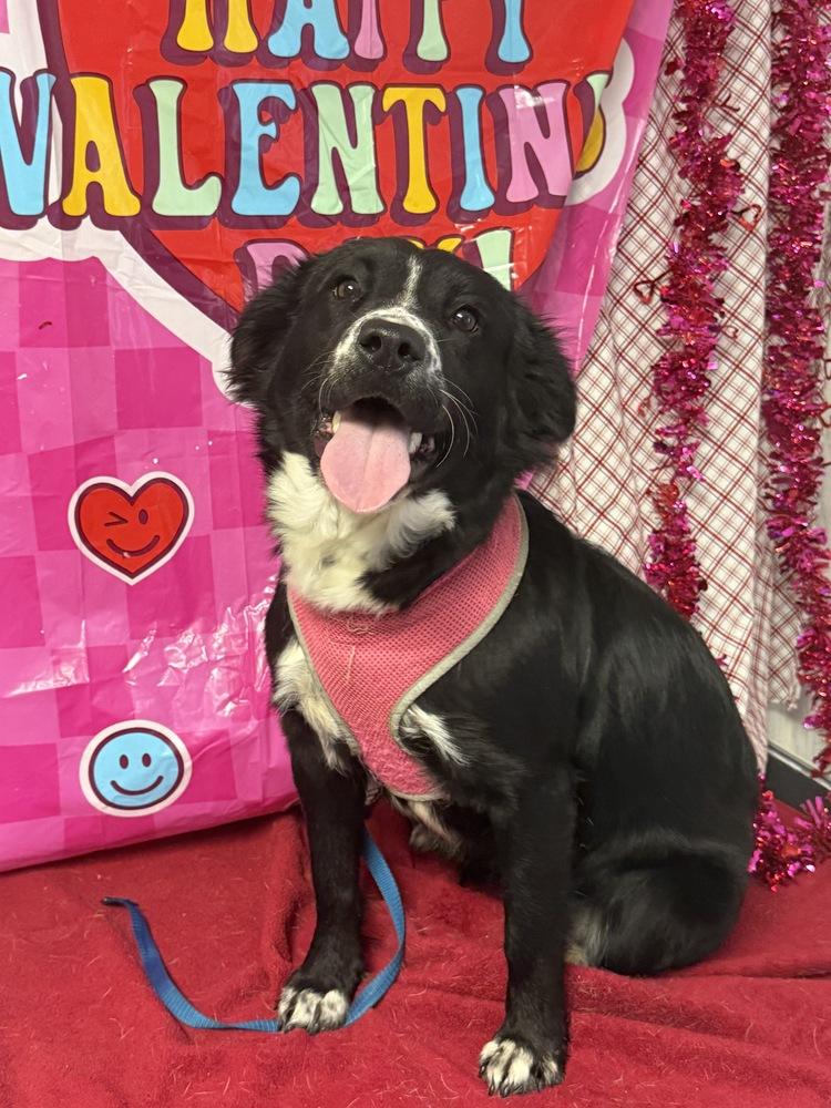 Enlarge Millie, a Adoptable mixed breed in Opelousas, LA image 2/2