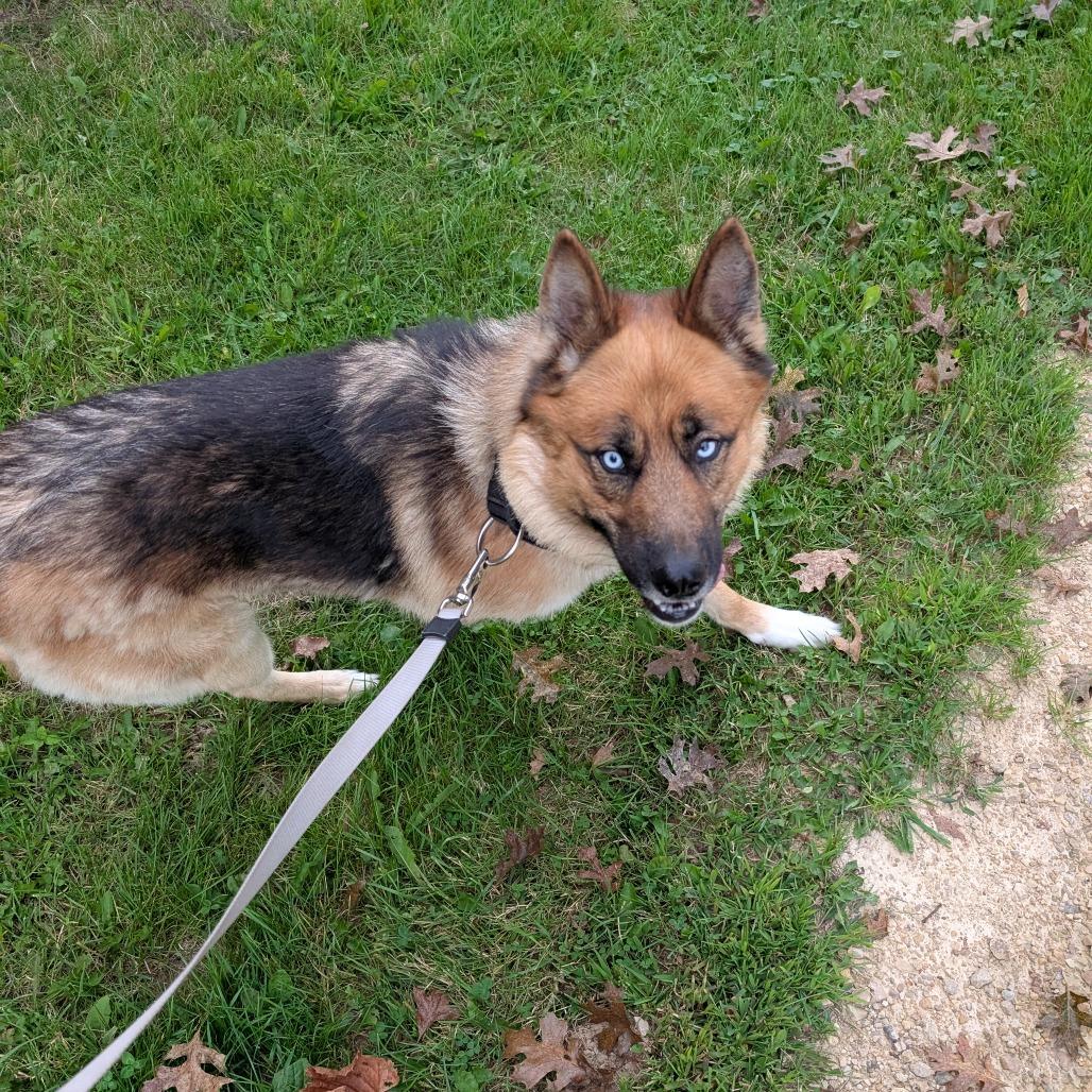Zeus, Adoptable, Adult Male Siberian Husky & Australian Shepherd.