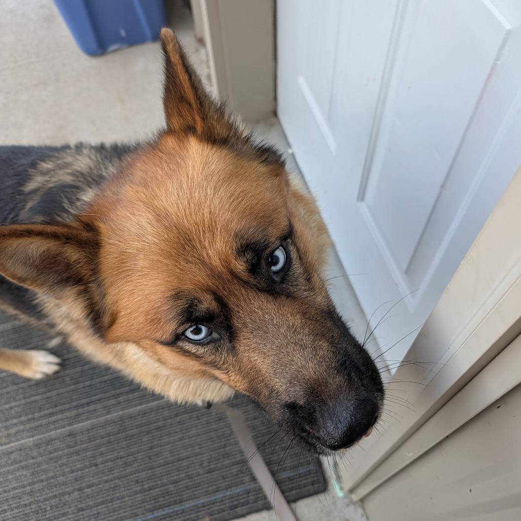 Zeus, Adoptable, Adult Male Siberian Husky & Australian Shepherd.