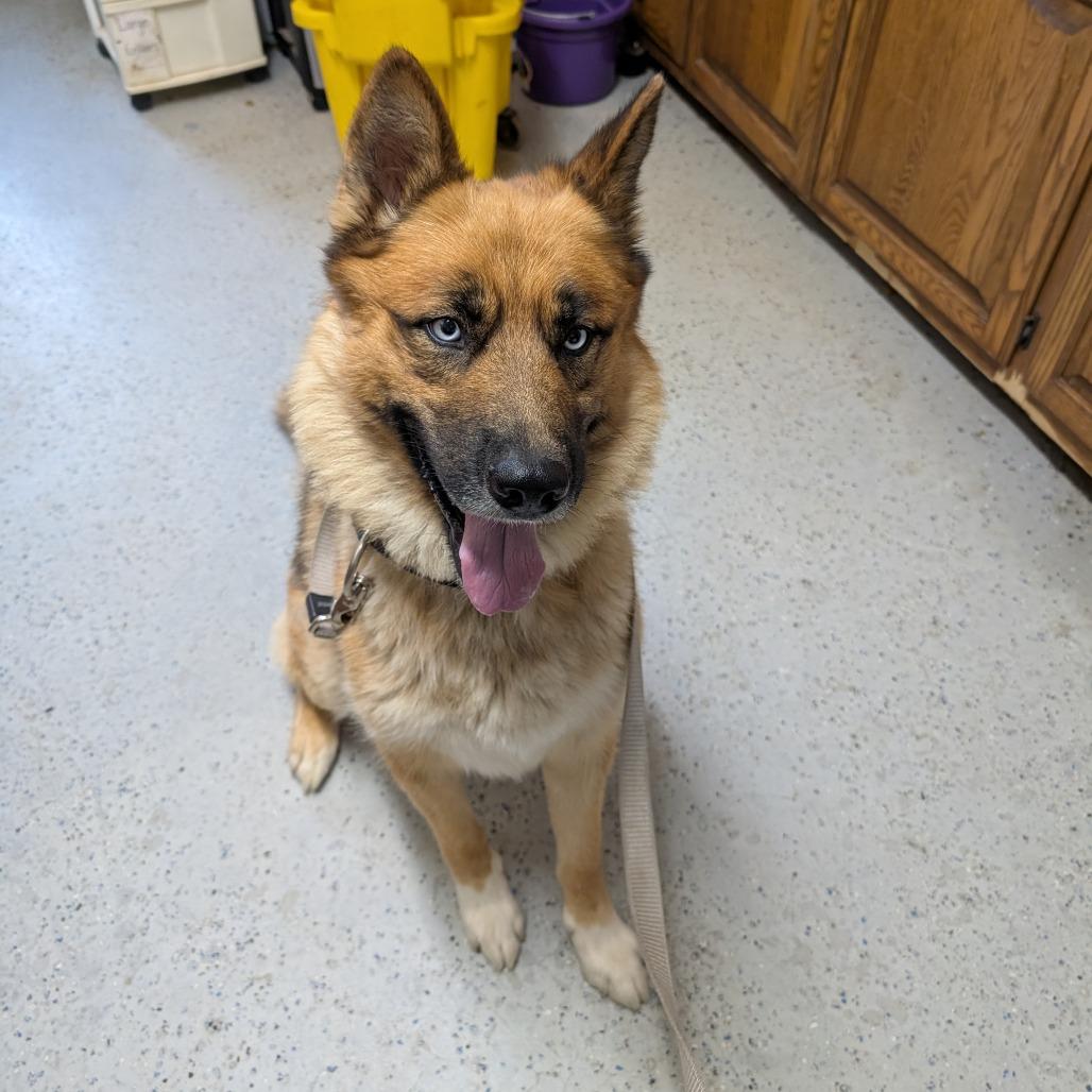 Enlarge Zeus, a Adoptable mixed breed in Blair, WI image 2/6