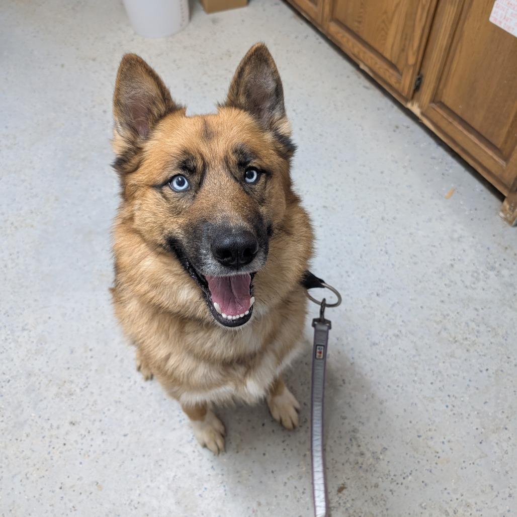 Enlarge Zeus, a Adoptable mixed breed in Blair, WI image 3/6