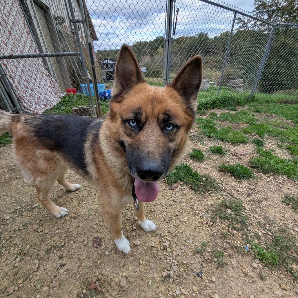 Enlarge Zeus, a Adoptable mixed breed in Blair, WI image 3/6
