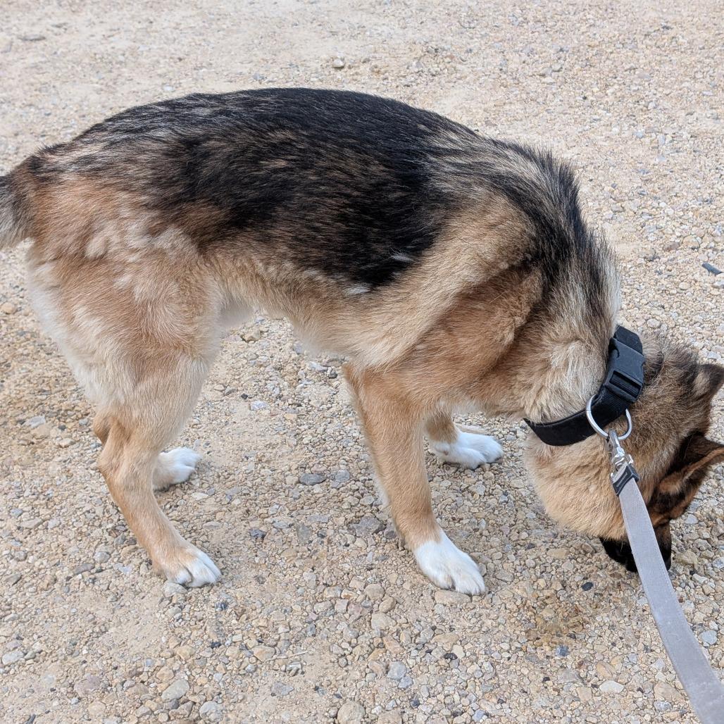 Enlarge Zeus, a Adoptable mixed breed in Blair, WI image 4/6