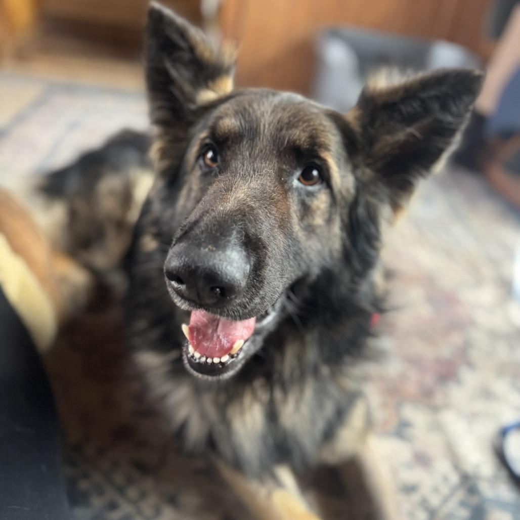 Enlarge Rip 3/29/2026, a Adoptable German Shepherd Dog in Van Horne, IA image 2/6