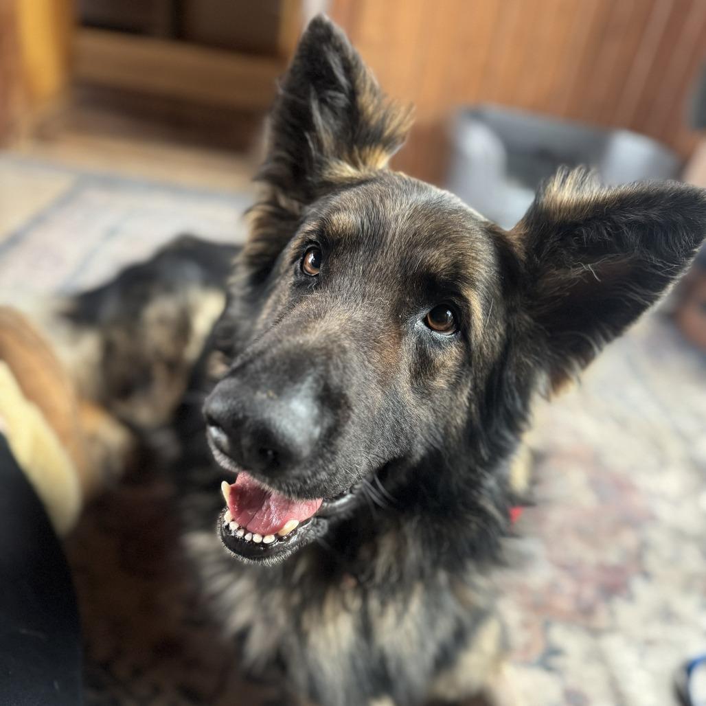 Enlarge Rip 3/29/2026, a Adoptable German Shepherd Dog in Van Horne, IA image 3/6