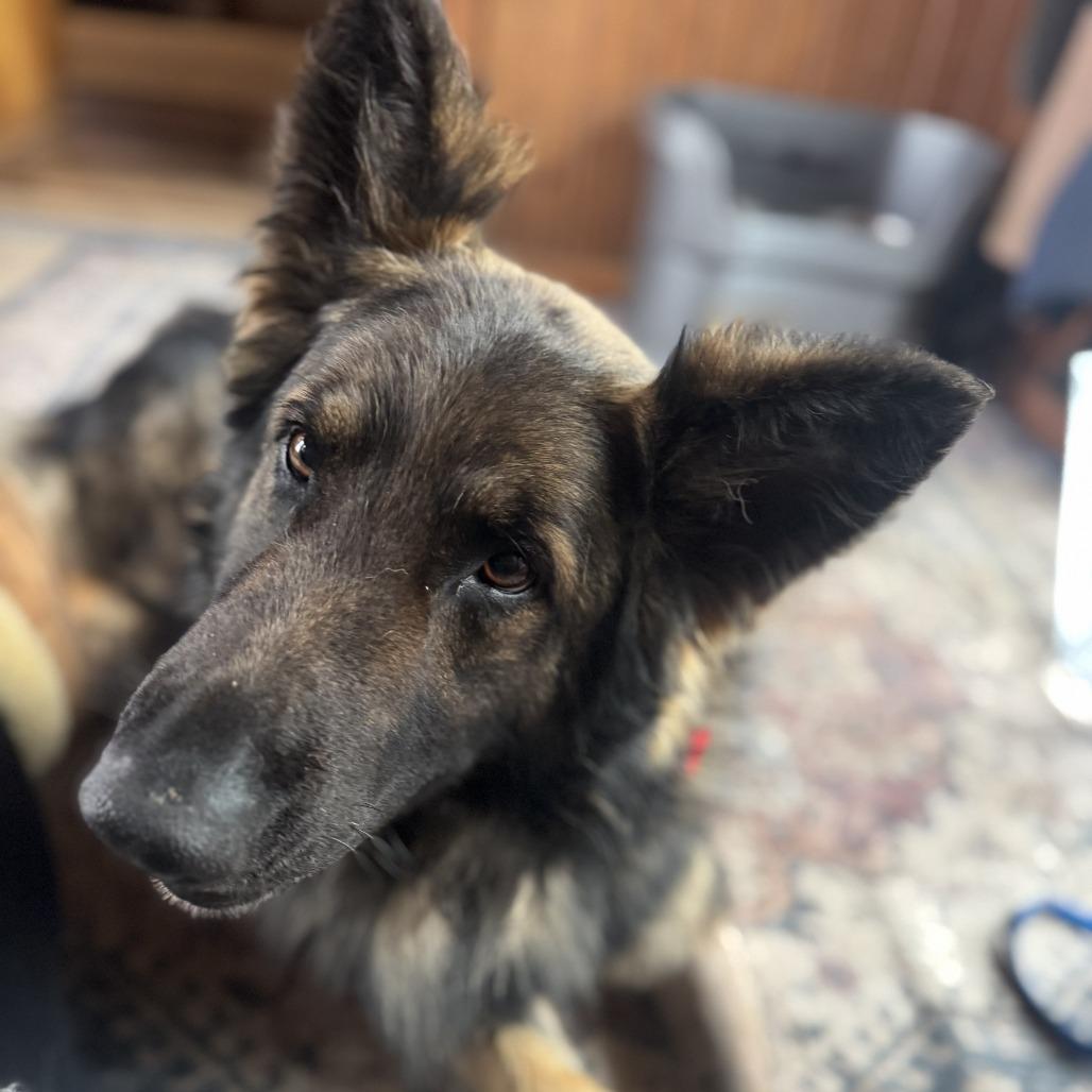 Enlarge Rip 3/29/2026, a Adoptable German Shepherd Dog in Van Horne, IA image 4/6