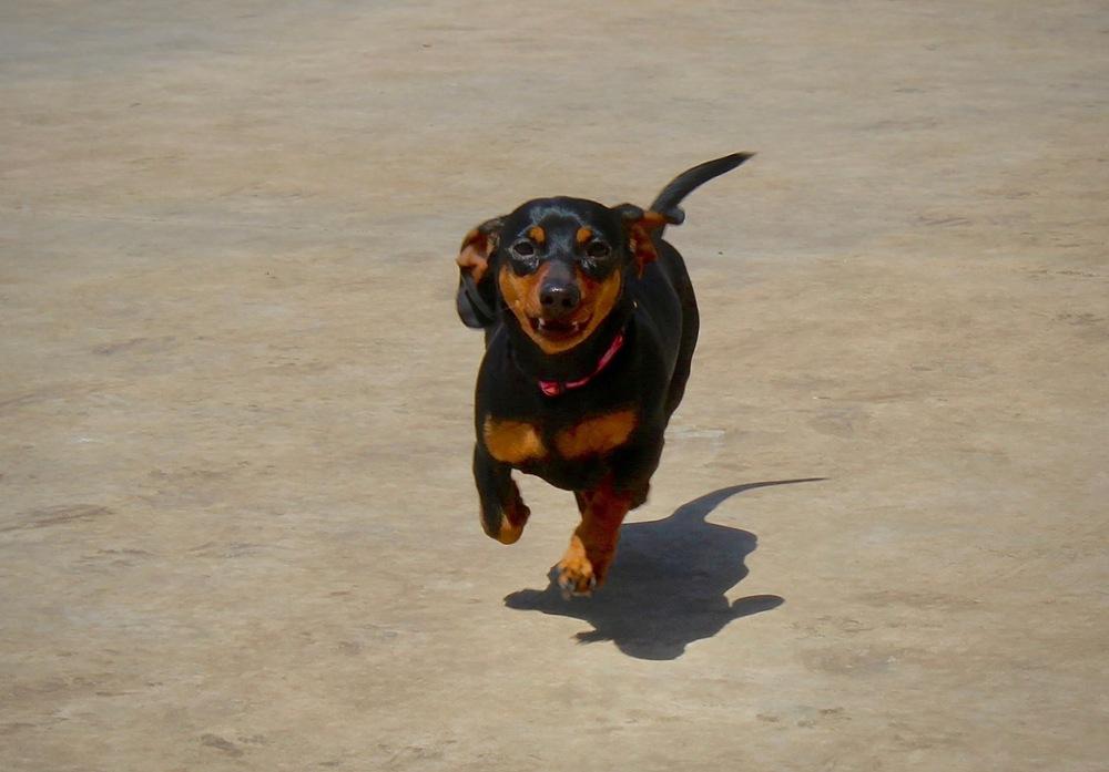 Enlarge Jezebel (temporary foster needed only, bonded to Lucy), a Adopted Dachshund in Sanger, TX image 1/4