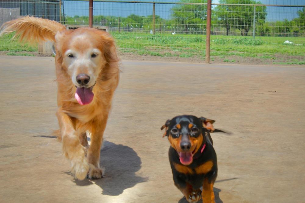 Enlarge Jezebel (temporary foster needed only, bonded to Lucy), a Adoptable Dachshund in Sanger, TX image 2/2