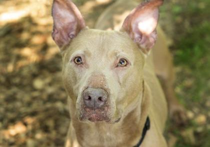 Enlarge Tank, a ADOPTABLE Mixed Breed in Hamilton, OH image 3/3