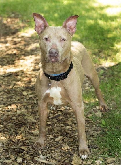 Enlarge Tank, a ADOPTABLE Mixed Breed in Hamilton, OH image 2/3