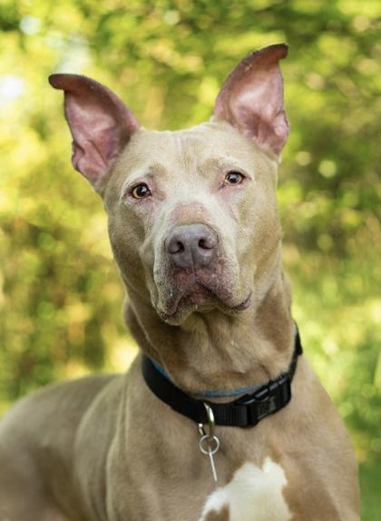 Tank, ADOPTABLE, Adult Male Mixed Breed.