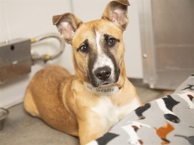 Enlarge FRED, a Adoptable mixed breed in Phoenix, AZ image 1/1