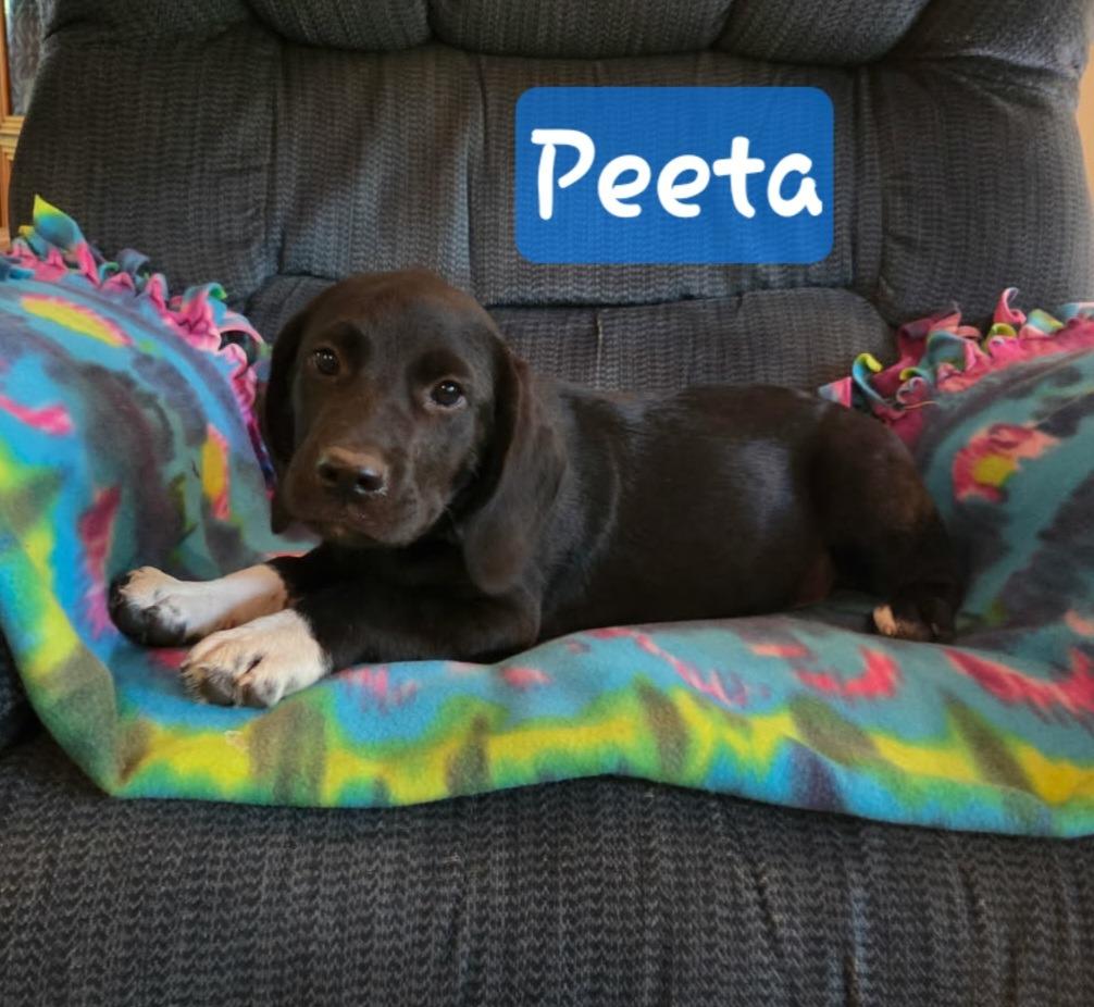 Peeta, Adopted, Puppy Male Labrador Retriever & Basset Hound.