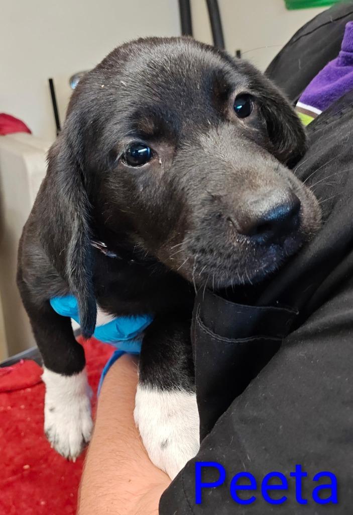 Enlarge Peeta, a Adopted mixed breed in Mena, AR image 2/2