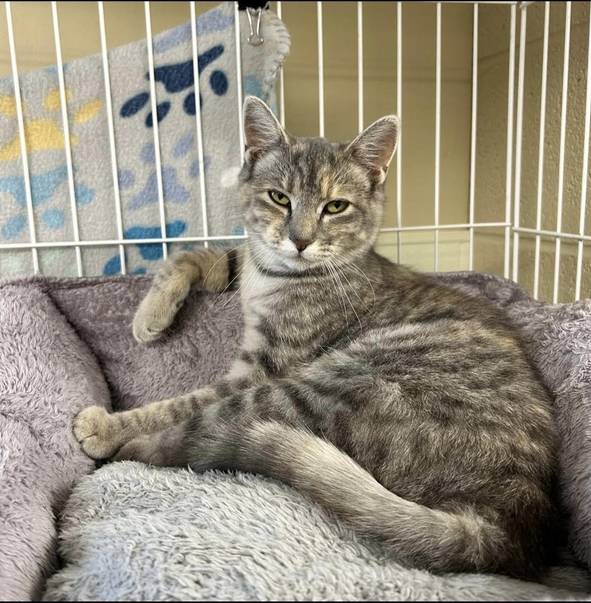 Enlarge Poppy, a Adoptable Domestic Short Hair in Myerstown, PA image 1/2