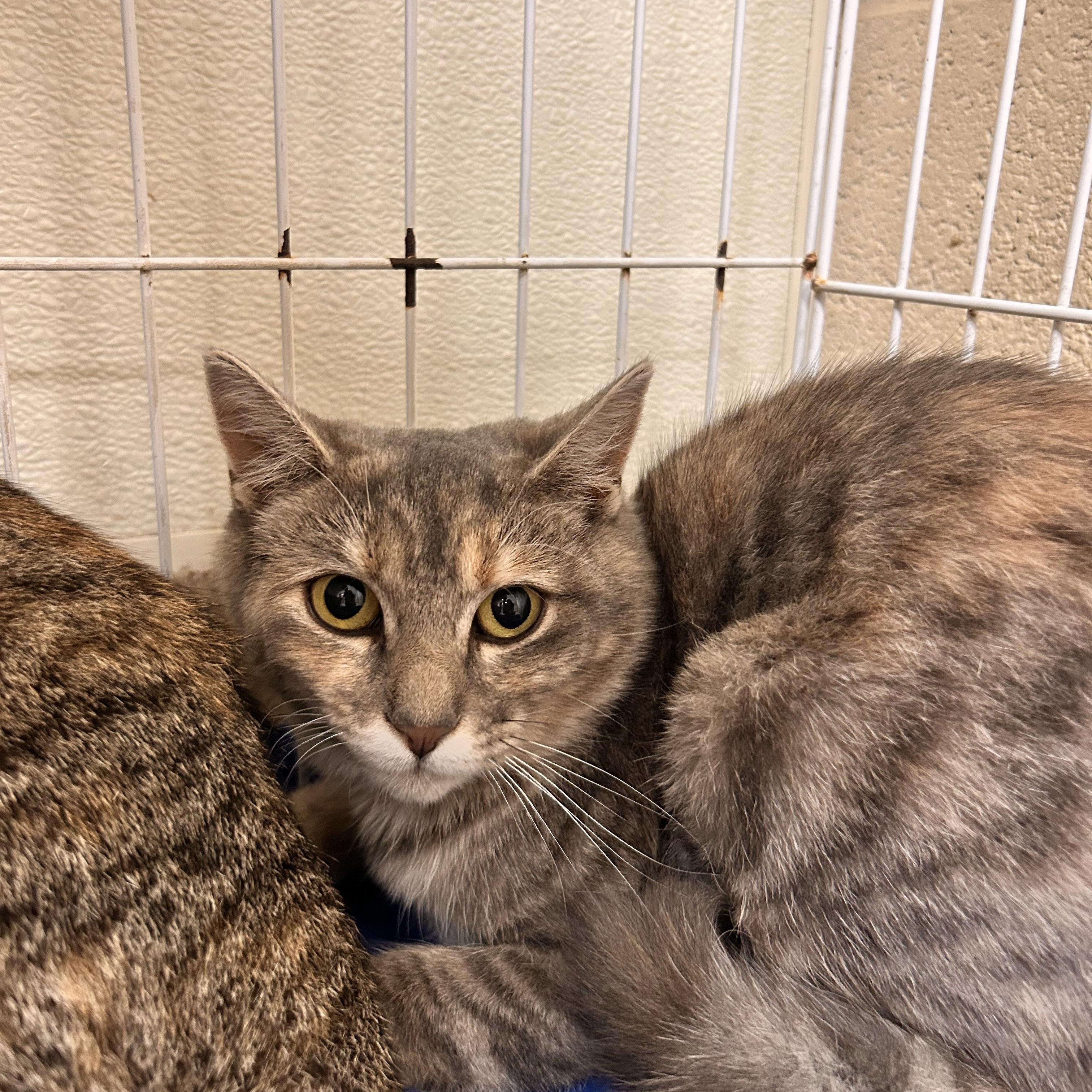 Enlarge Poppy, a Adoptable Domestic Short Hair in Myerstown, PA image 2/2