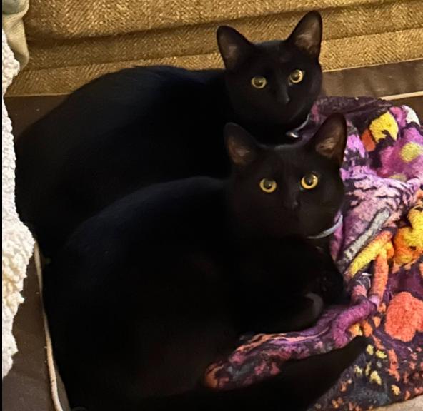 SABRINA & PIPER, Adoptable, Young Female American Shorthair.
