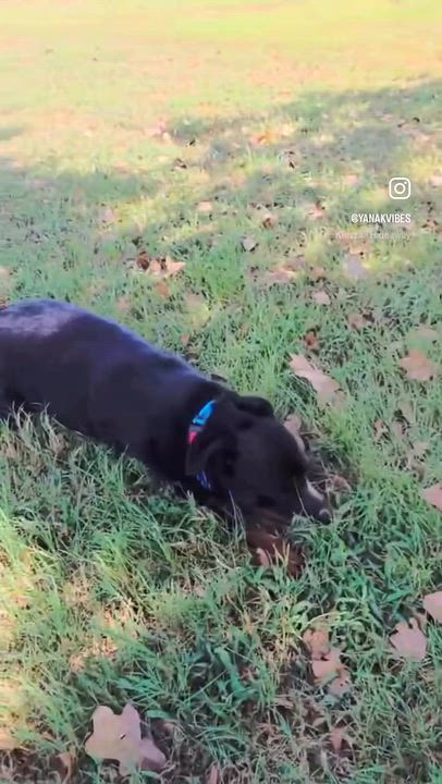 Enlarge CORA, a Adopted Rottweiler in Portland, OR 97217, WA video 3/6
