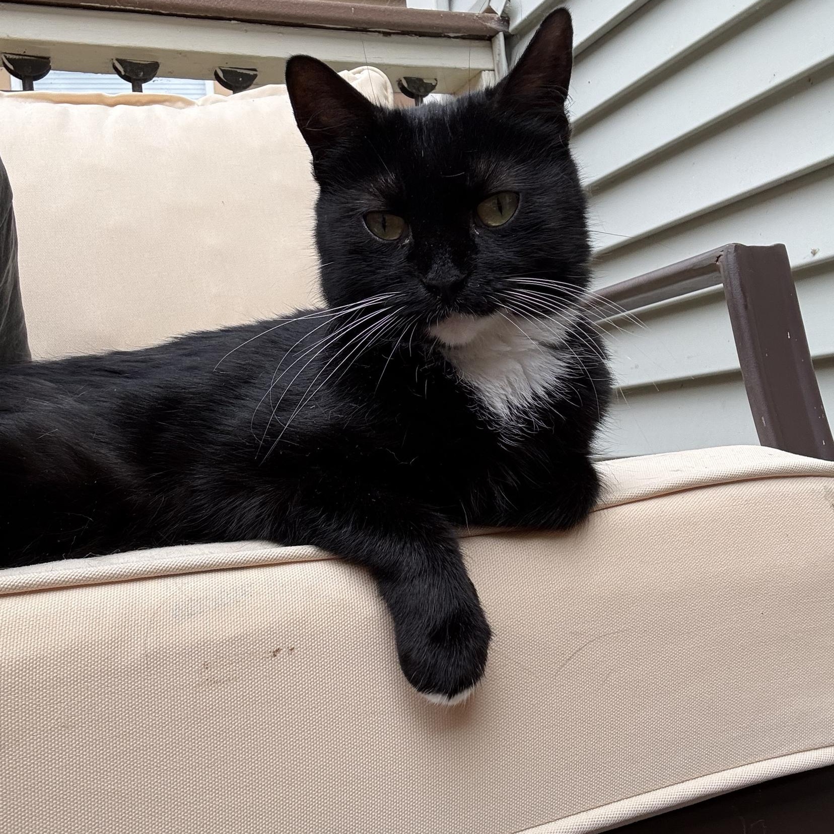 Biscuit, Adoptable, Adult Female Domestic Short Hair.