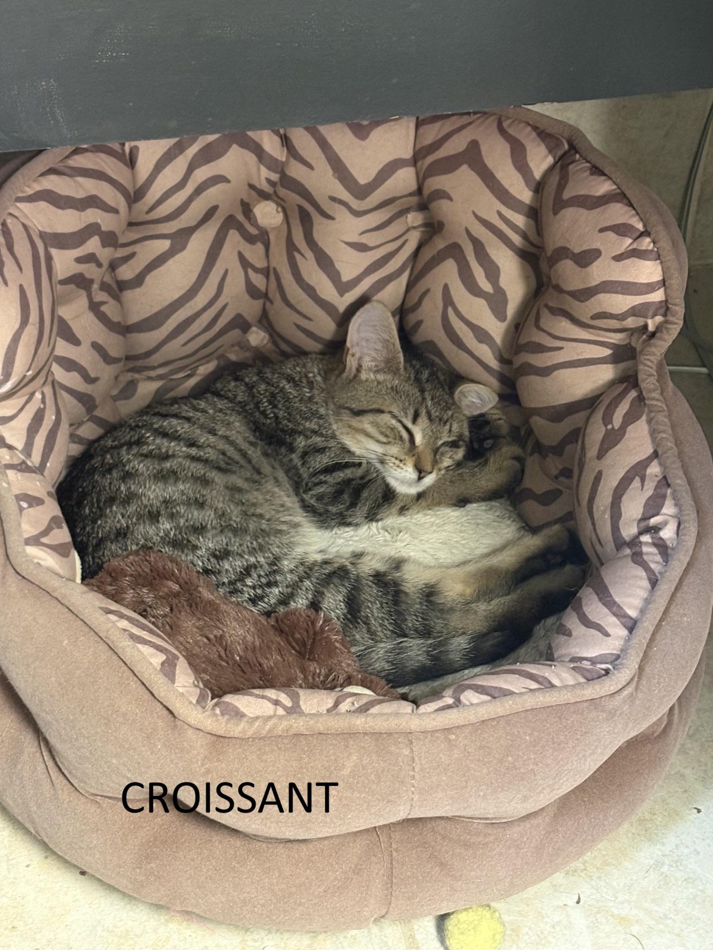 Enlarge Croissant, a Adopted Domestic Short Hair in Vernon, NJ image 1/1