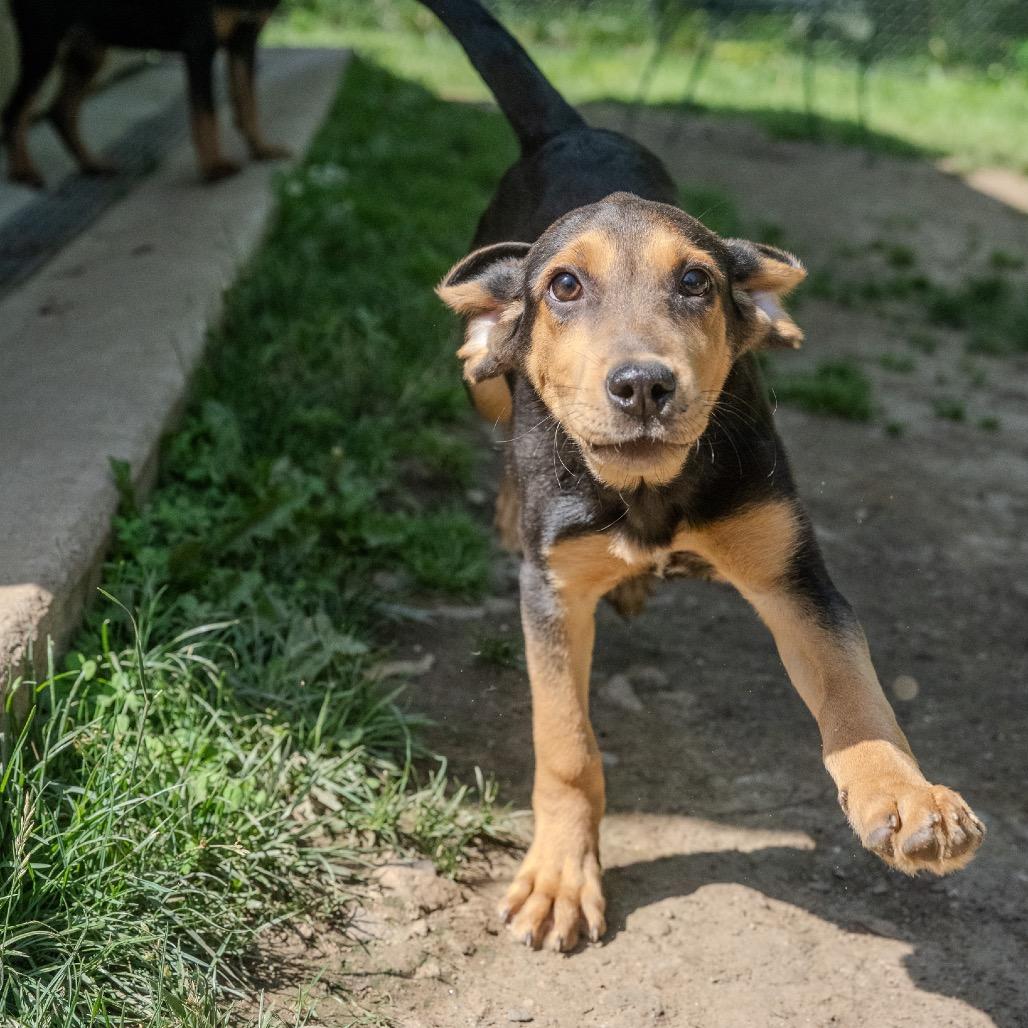 Ace, Adoptable, Puppy Male Hound & Labrador Retriever.