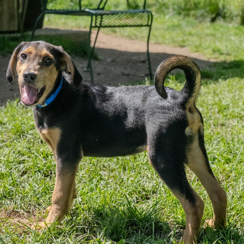 Ace, a Adoptable mixed breed in Pawling, NY image 2/6