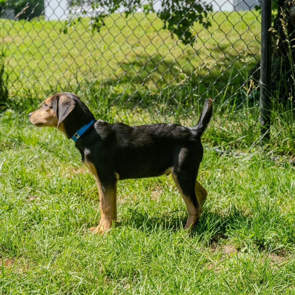 Ace, a Adoptable mixed breed in Pawling, NY image 3/6