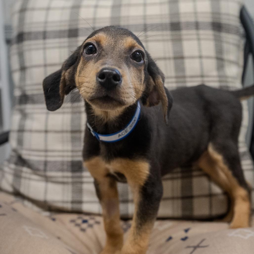 Ace, Adoptable, Puppy Male Hound & Labrador Retriever.