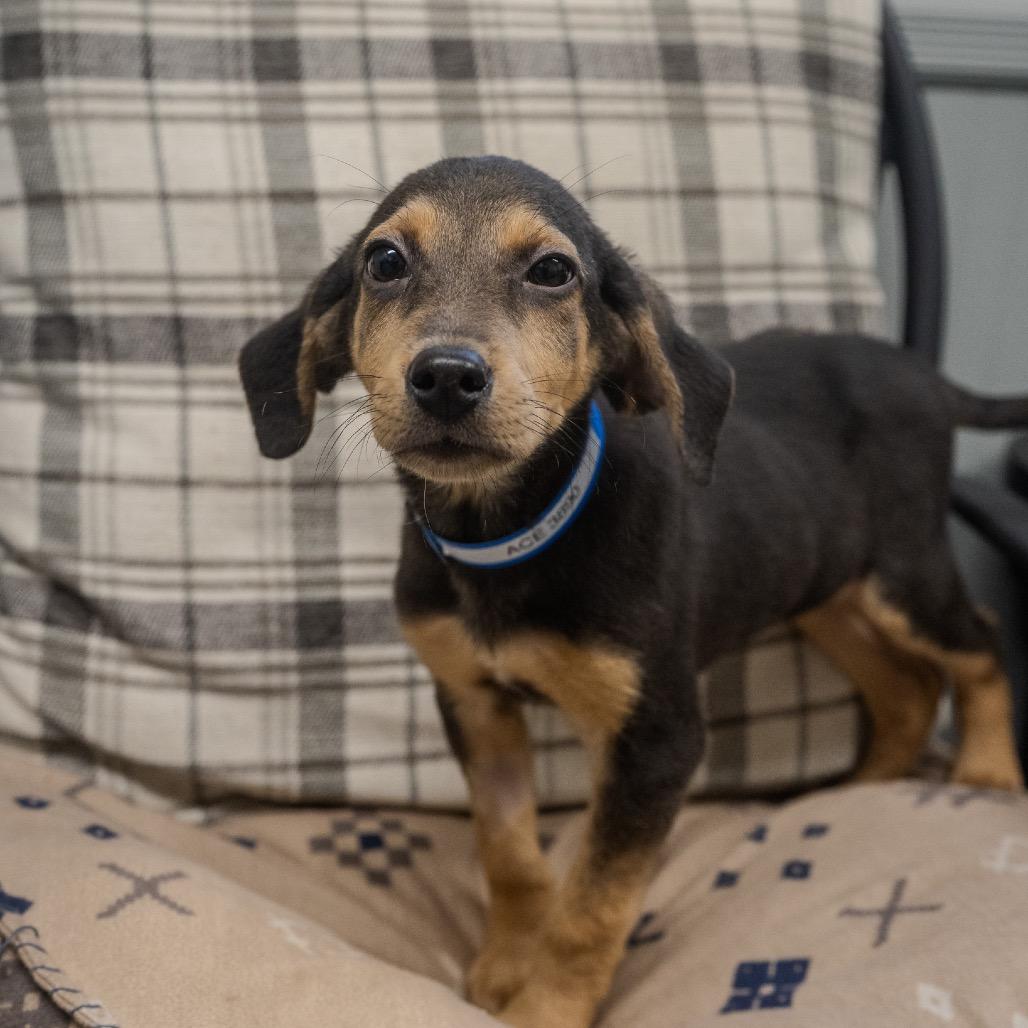 Ace, a Adoptable mixed breed in Pawling, NY image 2/6