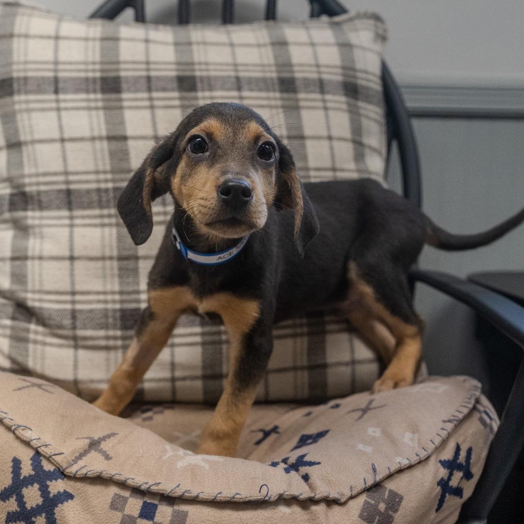 Ace, a Adoptable mixed breed in Pawling, NY image 3/6